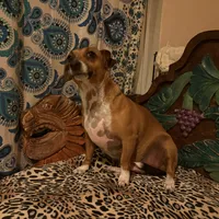 Chula, a female Dachshund and Chihuahua for sale in San Antonio, TX – Photo 6 of 6