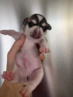 Phoenix, a male Chihuahua for sale in Houston, TX – 2 of 5