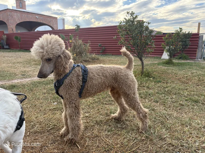 Bobby – Poodle - Standard  puppy for sale in San Antonio, TX