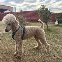 Bobby, a male Poodle - Standard  for sale in San Antonio, TX – Photo 1 of 4