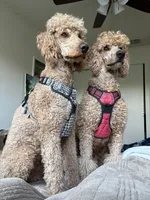 Bobby, a male Poodle - Standard  for sale in San Antonio, TX – Photo 4 of 4