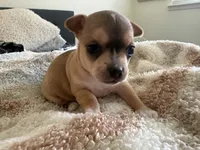 Luna, a female Chihuahua for sale in Dallas, TX – 5 of 10