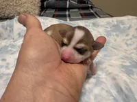 Katia, a female Chihuahua for sale in San Antonio, TX – 2 of 3