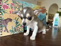 Katia, a female Chihuahua for sale in Fort Worth, TX – 8 of 11