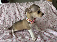 Katia, a female Chihuahua for sale in Austin, TX – 8 of 8