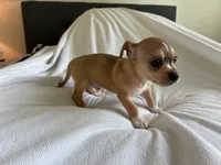 Rune, a male Chihuahua for sale in Dallas, TX – 5 of 9