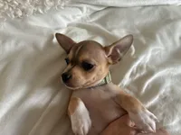 Rune, a male Chihuahua for sale in Austin, TX – 6 of 9