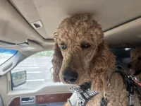 Honeybun, a male Poodle - Standard  for sale in Austin, TX – 4 of 9