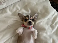 Katia, a female Chihuahua for sale in Austin, TX – 4 of 8