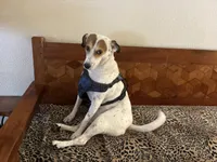 Lucky, a female Fox Terrier and Pointer for sale in Austin, TX – 3 of 6