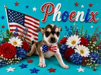 Phoenix, a male Chihuahua for sale in Dallas, TX – 1 of 10