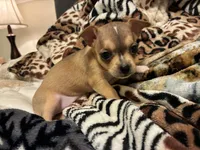 Luna, a female Chihuahua for sale in Dallas, TX – 3 of 10