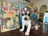 Phoenix, a male Chihuahua for sale in Fort Worth, TX – 2 of 10