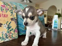 Katia, a female Chihuahua for sale in Fort Worth, TX – 4 of 11