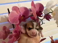 Katia, a female Chihuahua for sale in Houston, TX – 4 of 9