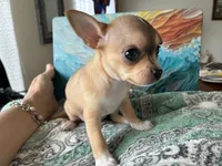 Luna, a female Chihuahua for sale in Dallas, TX – 5 of 8