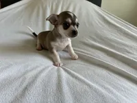 Phoenix, a male Chihuahua for sale in Dallas, TX – 7 of 10