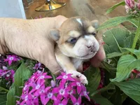 Luna, a female Chihuahua for sale in Houston, TX – 3 of 7