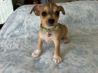 Rune, a male Chihuahua for sale in Austin, TX – 2 of 9