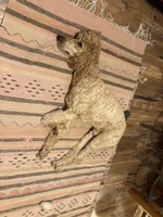 Honeybun, a male Poodle - Standard  for sale in Austin, TX – 6 of 9