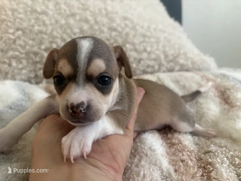 Katia – Chihuahua puppy for sale in Houston, TX