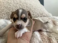 Katia, a female Chihuahua for sale in Dallas, TX – 2 of 8