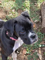 Dasha, a female Boxer for sale in Austin, TX – 2 of 2