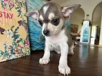 Katia, a female Chihuahua for sale in Fort Worth, TX – 7 of 11