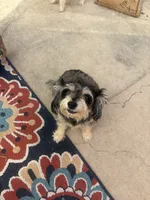 Polia, a female Chihuahua and Poodle - Miniature  for sale in Austin, TX – 2 of 3
