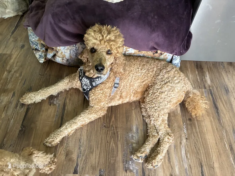 Honeybun – Poodle - Standard  puppy for sale in Austin, TX