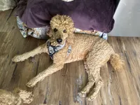 Honeybun, a male Poodle - Standard  for sale in Austin, TX – 1 of 3