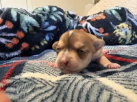 Rune, a male Chihuahua for sale in Houston, TX – 2 of 8