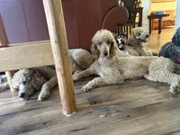 Honeybun, a male Poodle - Standard  for sale in Austin, TX – 5 of 9