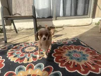 Maya, a female Shihpoo and Poodle - Toy  for sale in Austin, TX – 7 of 9