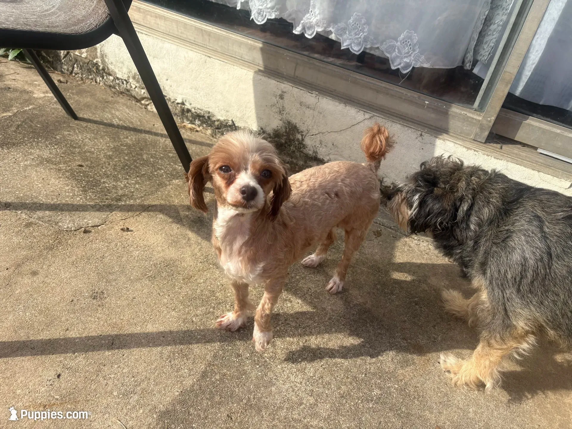 Maya, a female Shihpoo and Poodle - Toy  for sale in Austin, TX – 4 of 9