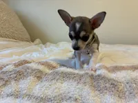 Phoenix, a male Chihuahua for sale in San Antonio, TX – 9 of 10