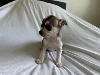 Phoenix, a male Chihuahua for sale in Dallas, TX – 6 of 10