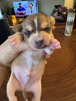Rune, a male Chihuahua for sale in Houston, TX – 3 of 8