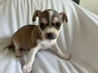 Katia, a female Chihuahua for sale in Dallas, TX – 5 of 8