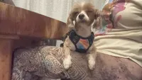 Maya, a female Shihpoo and Poodle - Toy  for sale in Austin, TX – 2 of 9