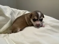 Katia, a female Chihuahua for sale in Houston, TX – 5 of 9
