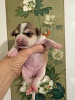 Katia, a female Chihuahua for sale in Houston, TX – 2 of 9