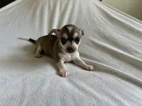 Phoenix, a male Chihuahua for sale in Dallas, TX – 8 of 10