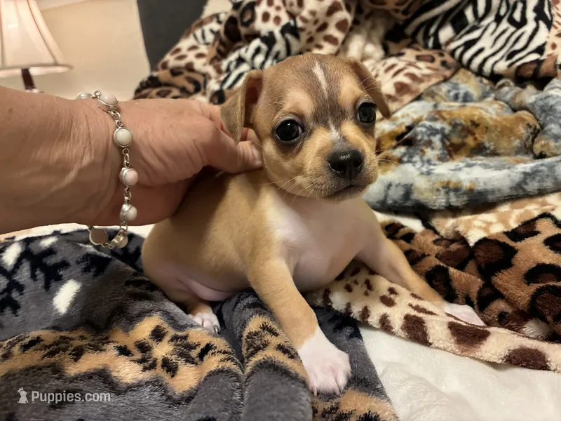 Rune – Chihuahua puppy for sale in Houston, TX