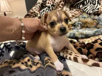 Rune, a male Chihuahua for sale in Dallas, TX – 2 of 9