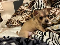 Luna, a female Chihuahua for sale in Dallas, TX – 6 of 10