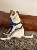 Lucky, a female Fox Terrier and Pointer for sale in Austin, TX – 6 of 6