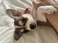 Katia, a female Chihuahua for sale in Austin, TX – 7 of 8