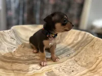 Silvestre, a male Chihuahua for sale in San Antonio, TX – Photo 6 of 9