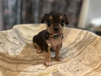 Silvestre, a male Chihuahua for sale in San Antonio, TX – Photo 3 of 9